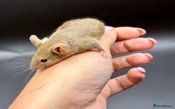 Mouse rodents for sale: Fancy Mice - Standard, Rex, Double Rex (Hairless)  - Image 5