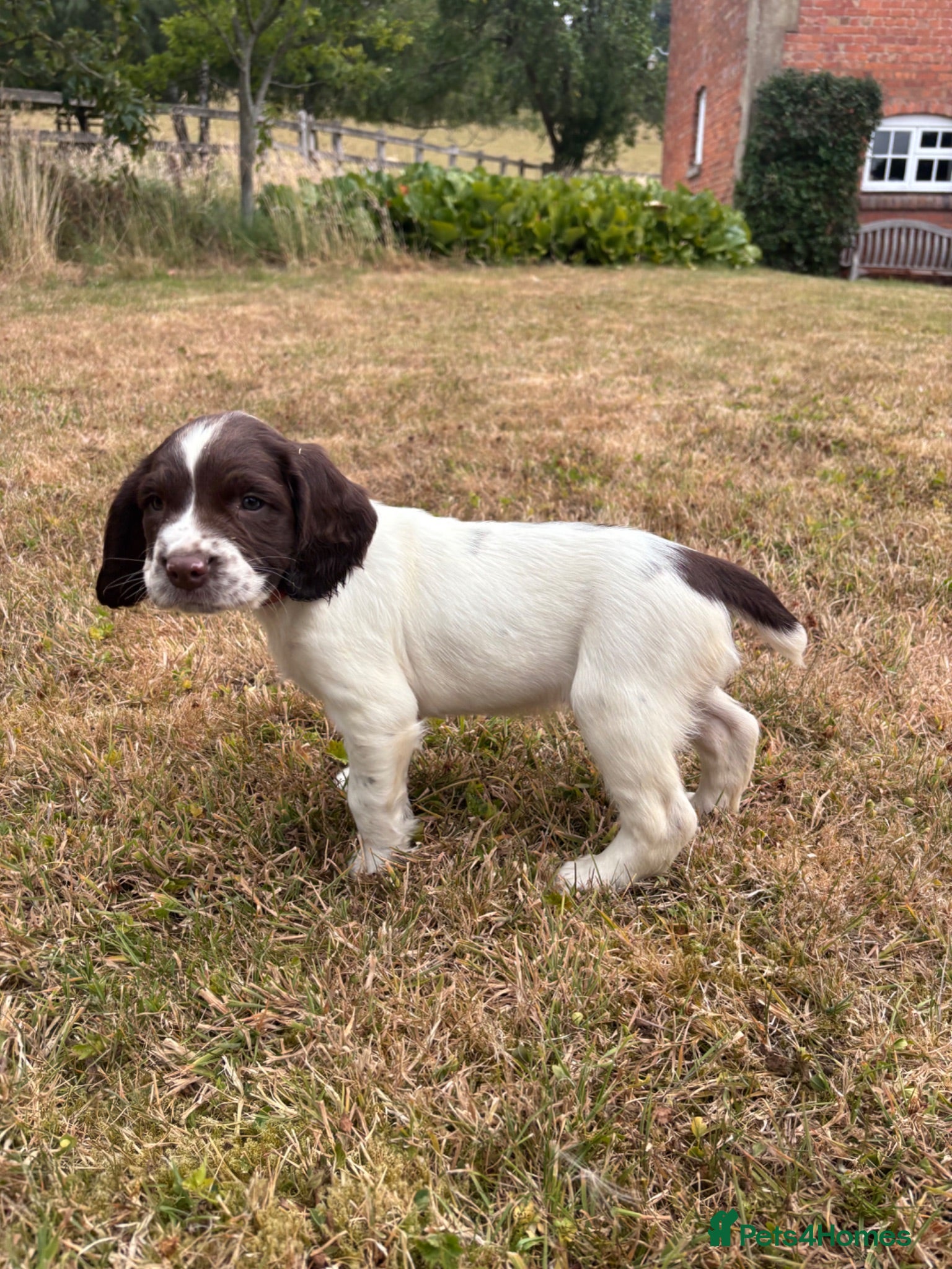 English Springer Spaniel dogs KC Registered Springer Spaniel Puppies - Advert 3