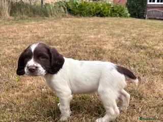 English Springer Spaniel dogs KC Registered Springer Spaniel Puppies - Advert 3