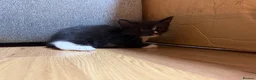 Korat cats for sale: 2 beautiful kittens for sale!!! - Advert 5