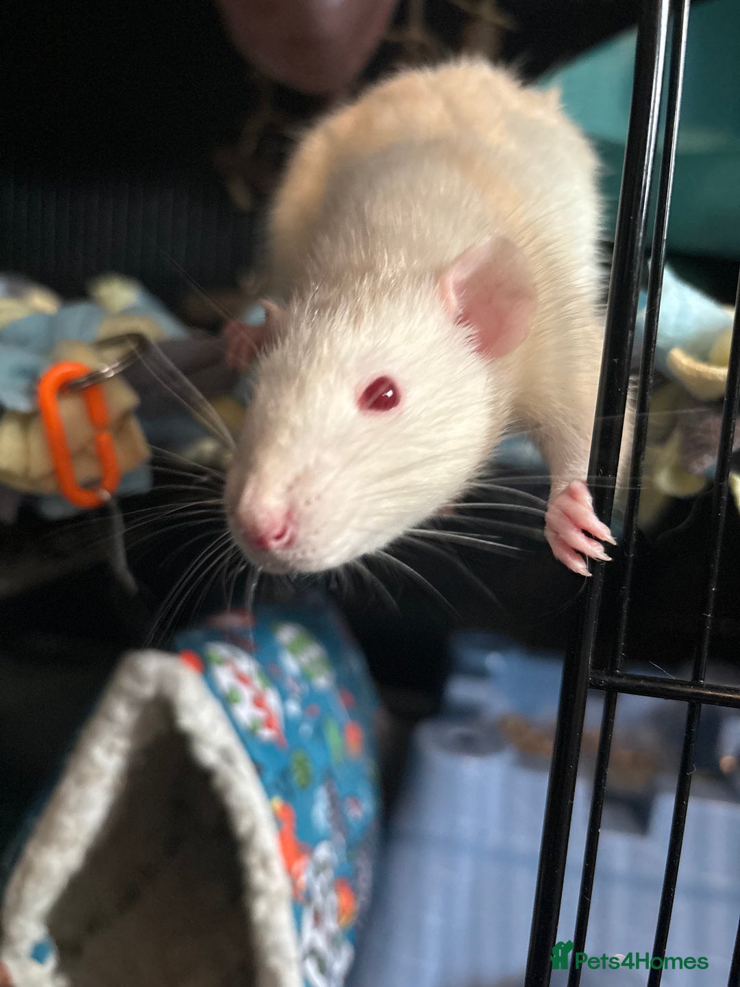 Rat rodents for sale: X2 female rats and cage  - Advert 3