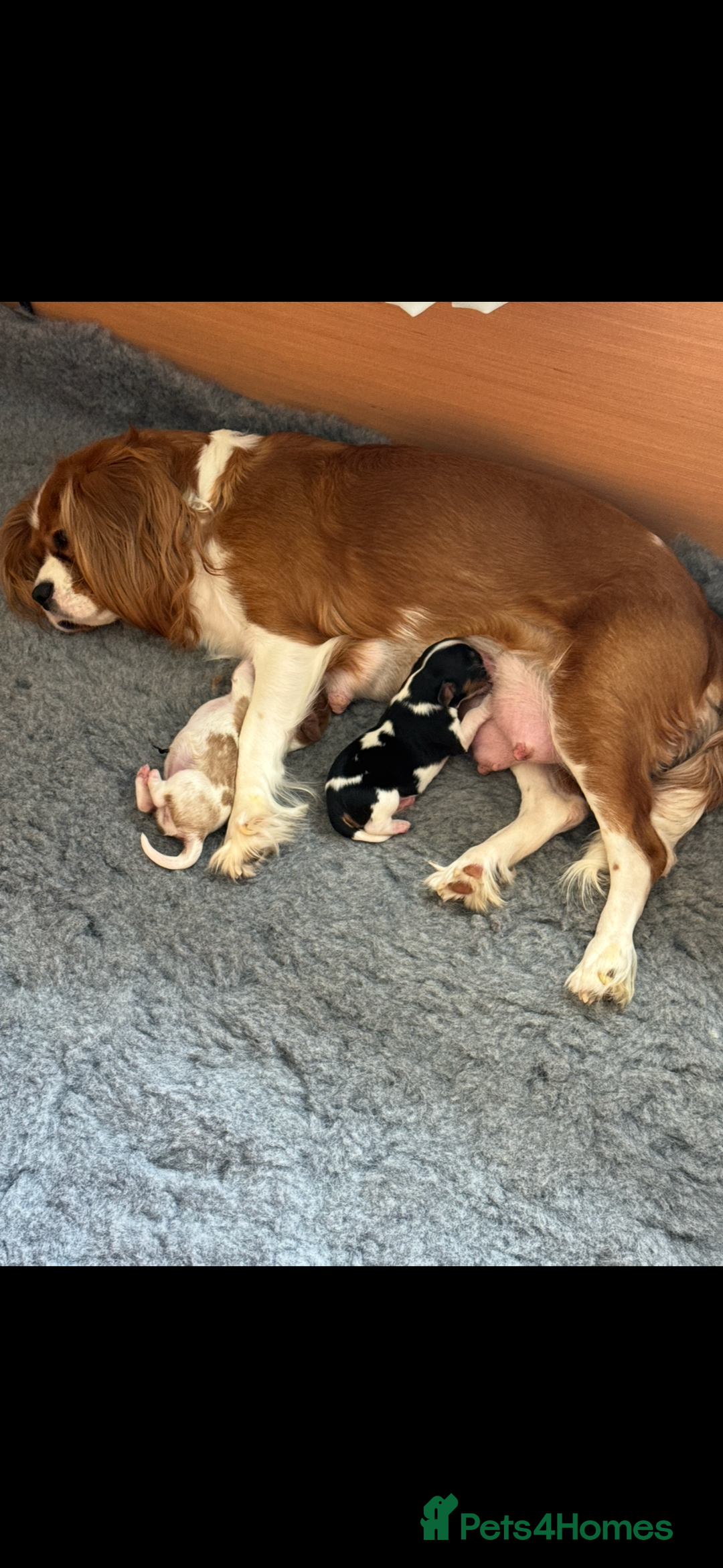 Cavalier King Charles Spaniel dogs for sale: Cavalier King Charles spaniel puppies - Image 8