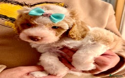 Cavapoo dogs for sale: TOY Fluffy Cavapoo’s From Health Tested Parents - Image 24