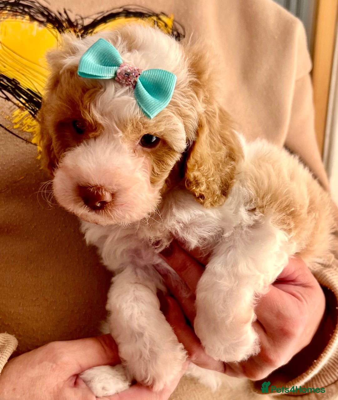 Cavapoo dogs for sale: TOY Fluffy Cavapoo’s From Health Tested Parents - Image 24