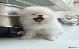 Pomeranian dogs for sale: Russian-Korean puppies looking for home💕 - Image 10