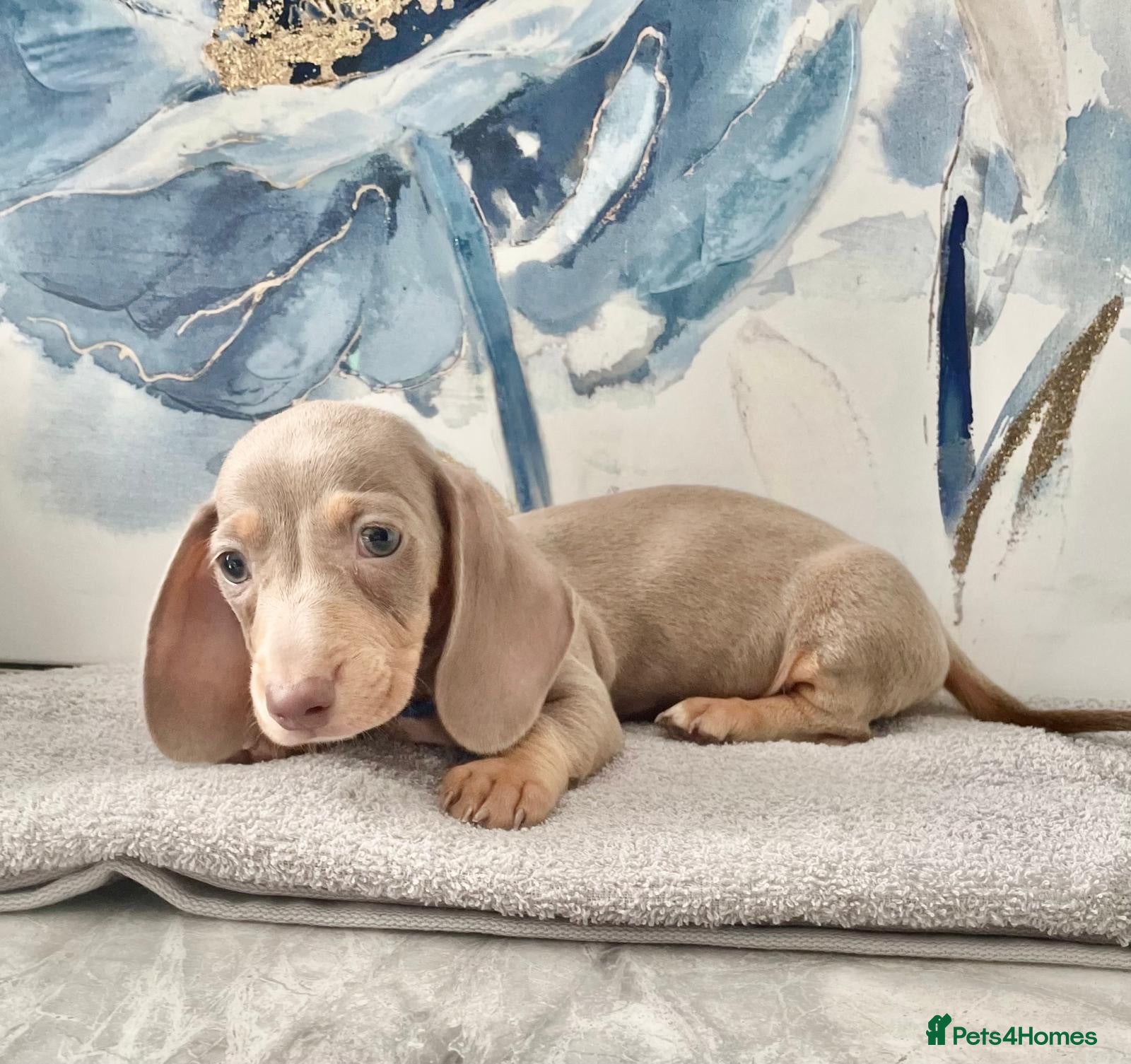 Dachshund dogs Isabella tan dachshunds  2 males left - Advert 3