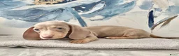 Dachshund dogs for sale: Isabella tan dachshunds  2 males left - Advert 3
