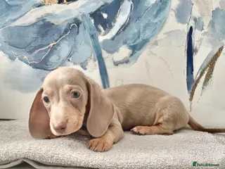 Dachshund dogs Isabella tan dachshunds 2 males left - Advert 3