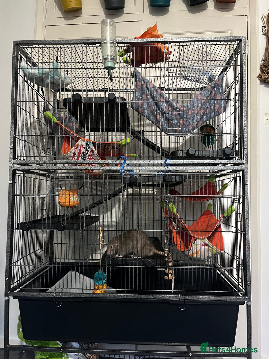Rat rodents for sale: 2 male rats + cage and accessories  - Image 11