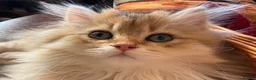 British Longhair cats for sale: Show Quality Golden BLH chinchillas - Advert 8
