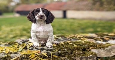 Cocker Spaniel dogs - Advert 7