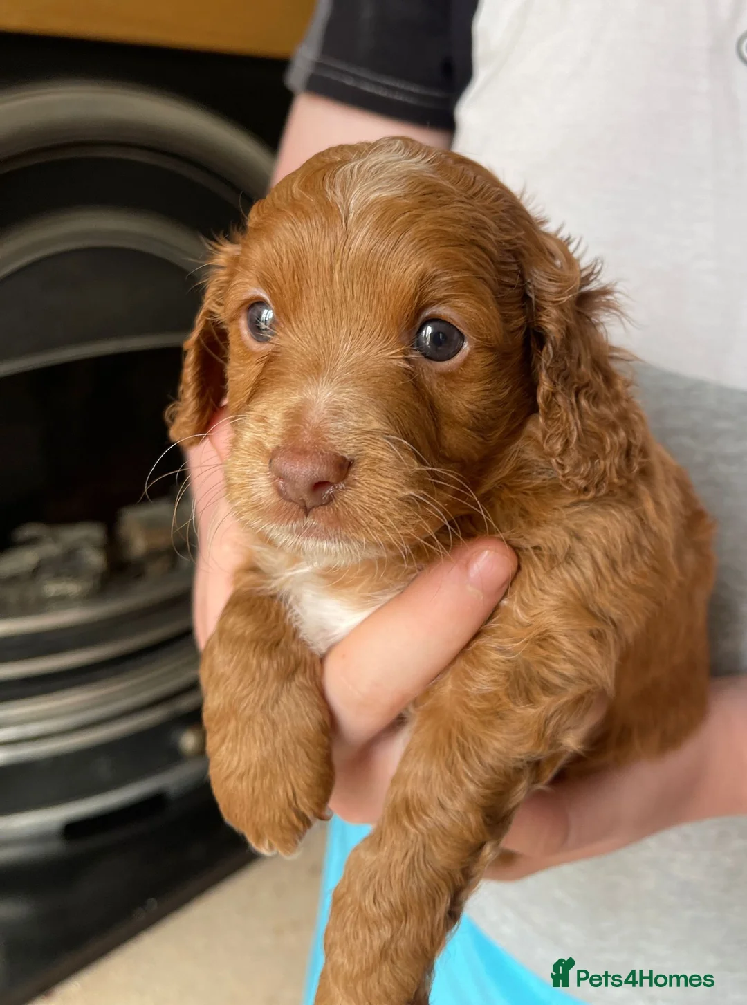 Cockapoo dogs for stud: Proven Red & white F1 cockapoo stud dog. in Barnsley - Advert 30