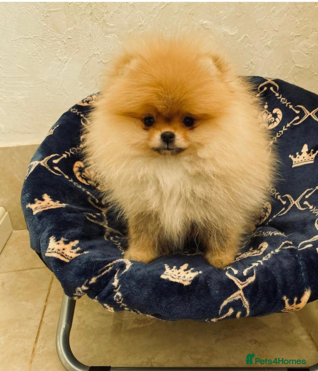 Pomeranian dogs for sale: Super tiny 2 Girls & a boy 💙💓 - Image 14