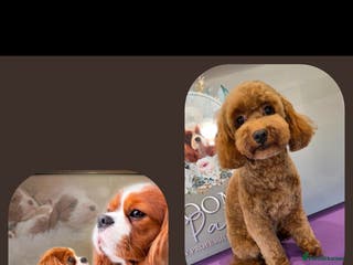 Cavapoo dogs F1 toy cavapoos - Advert 10