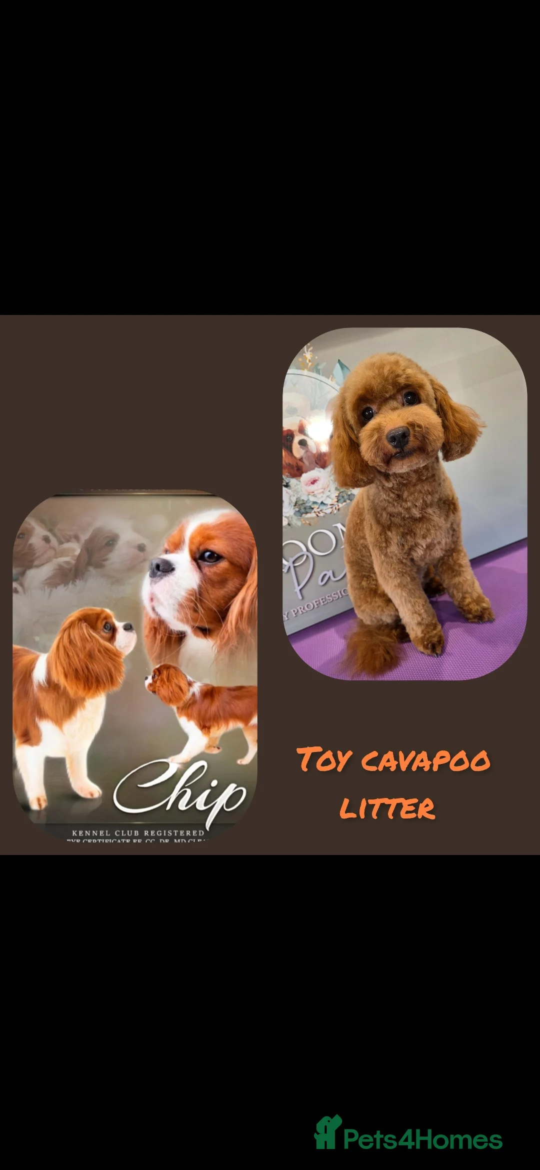 Cavapoo dogs for sale: F1 toy cavapoos  - Advert 1