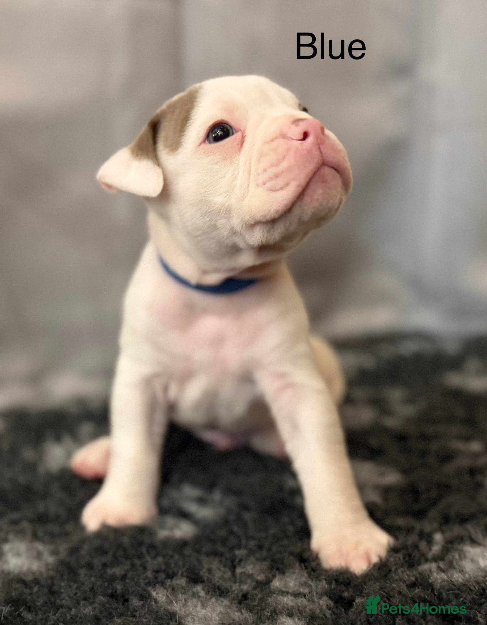 Olde English Bulldogge dogs 1 Olde English Bulldogge NEBBR registered boy - Advert 18