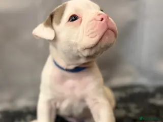 Olde English Bulldogge dogs 1 Olde English Bulldogge NEBBR registered boy - Advert 18