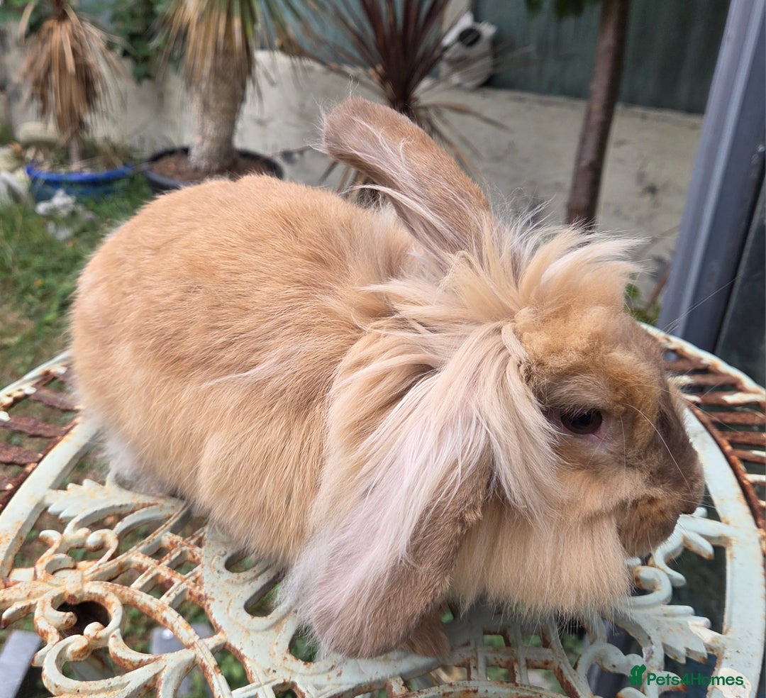 Mixed Breed rabbits for sale: Female bunnie  - Image 2