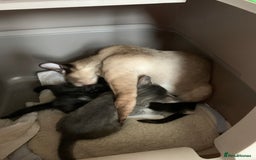 Siamese cats for sale: 3 half Siamese kittens  - Image 15