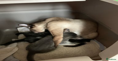 Siamese cats - Advert 6
