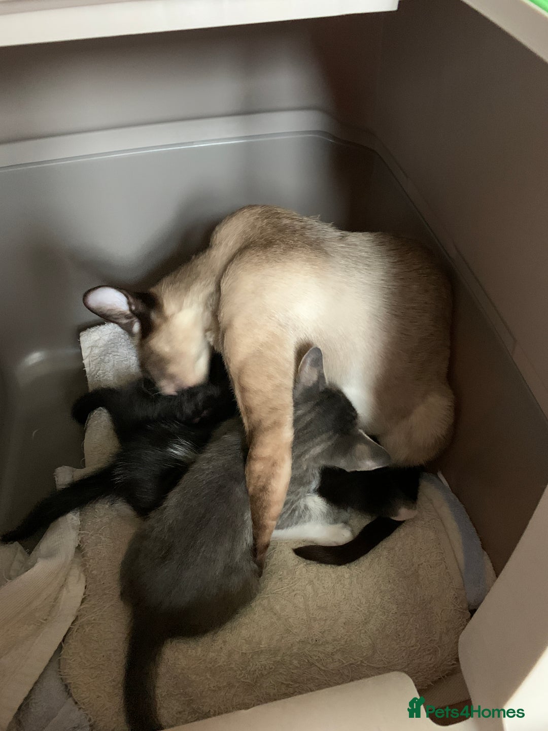 Siamese cats for sale: 3 half Siamese kittens  - Image 15