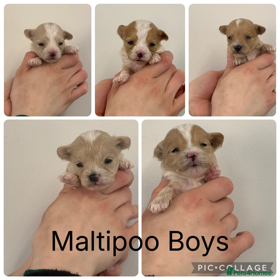 Maltipoo dogs for sale: Gorgeous Teddy Bear F1 Maltipoo  - Advert 2