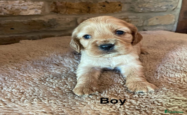 Cocker Spaniel dogs - Advert 11