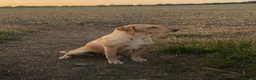 Labrador Retriever dogs for sale: Labrador puppies in Bishop Auckland - Advert 12