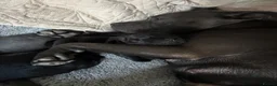 Staffordshire Bull Terrier dogs for sale: Stunning staffy puppies in Redditch - Advert 5