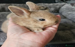 Netherland Dwarf rabbits for sale: Harlequin Netherland Dwarf bunnies  - Advert 11