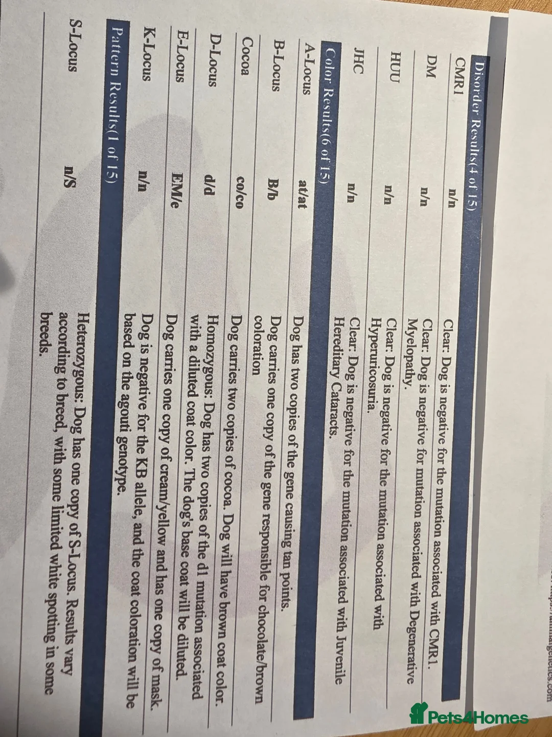 French Bulldog dogs for stud: FULL FLUFFY FRENCH BULLDOG STUD🦁 in Chester - Advert 5