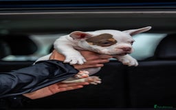 American Bully dogs for sale: Micro exotic bully’s  - Image 18