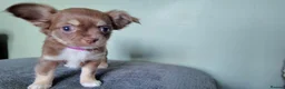 Chihuahua dogs for sale: Long haired chihuahua pups  in Rotherham - Advert 18
