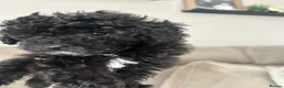 Toy Poodle dogs for sale: Toy Poodles… Available now!! in Blaydon-on-Tyne - Advert 14