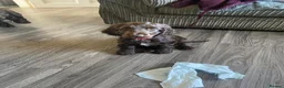 Cocker Spaniel dogs for sale: 100%show cocker spaniel kc reg   - Advert 34