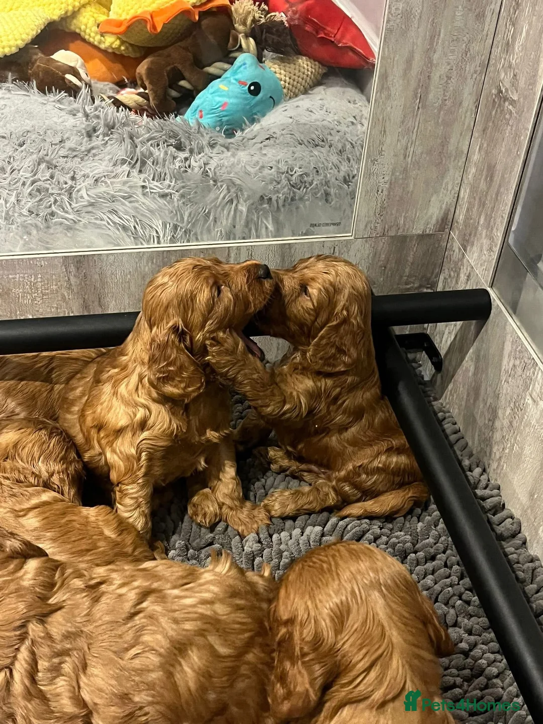 Miniature Poodle dogs for stud:  ⭐️KC PRINCE CHARMING BLUE BOY MINIATURE POODLE⭐️ - Advert 30