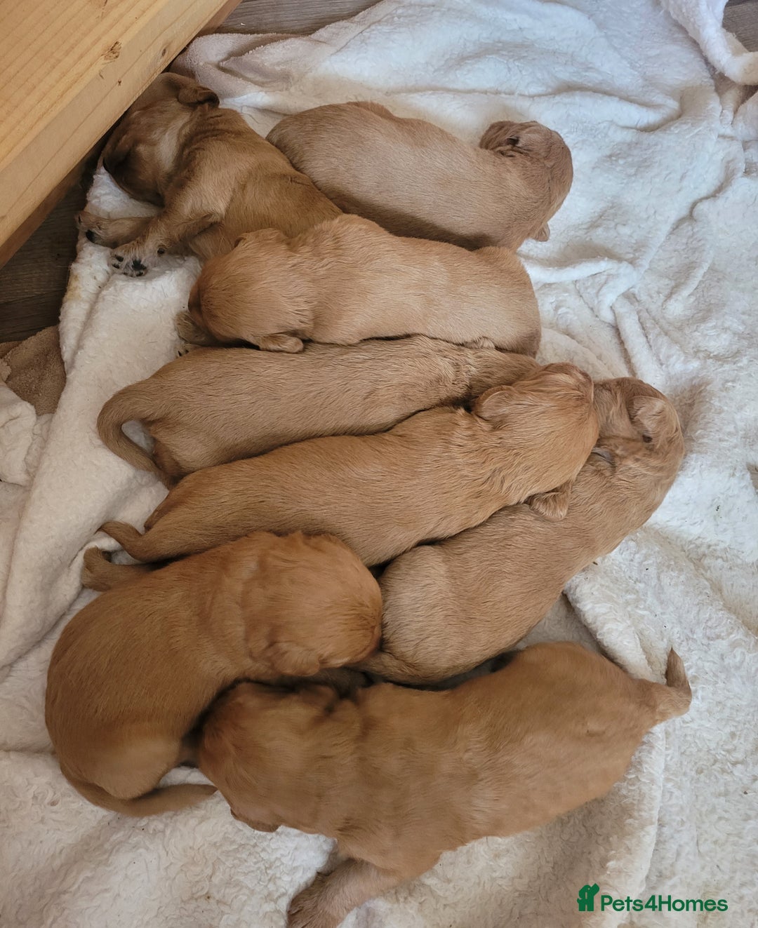 Labradoodle dogs for sale: F1 Miniature labradoodles 4 GIRLS LEFT  - Image 11