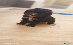 Cockapoo dogs for sale: ** BEAUTIFUL LITTER OF COCKAPOOS ** - Image 21