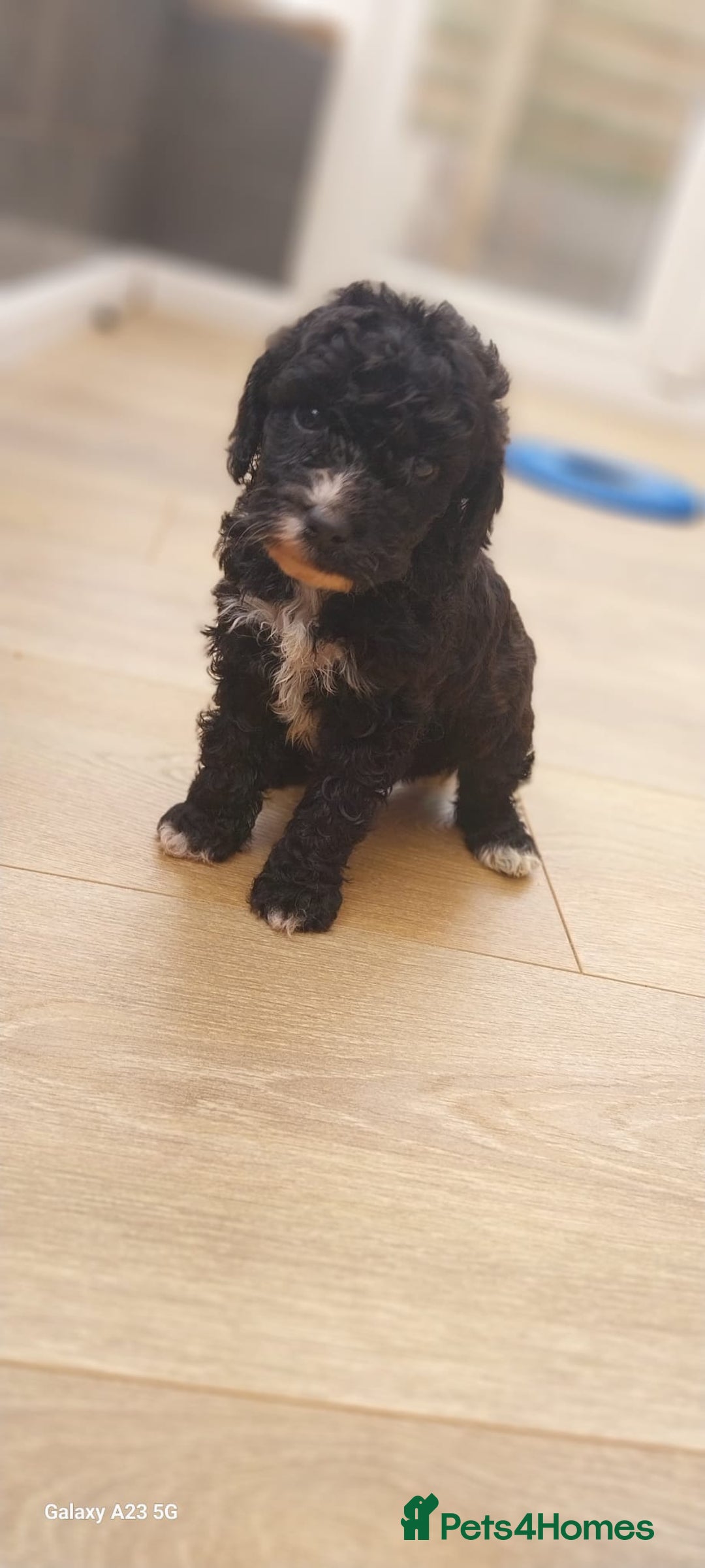 Cockapoo dogs for sale: ** BEAUTIFUL LITTER OF COCKAPOOS ** - Image 21