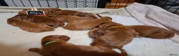 Irish Doodle dogs for sale: 🐾 Beautiful Irishdoodle Puppies - Advert 17
