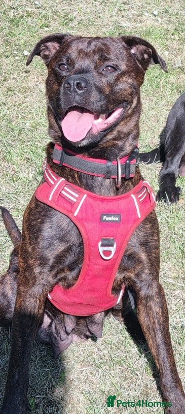 Cane Corso dogs Zara  - Advert 1