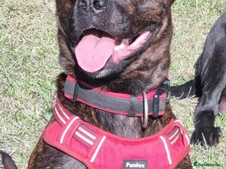 Cane Corso dogs Zara - Advert 2