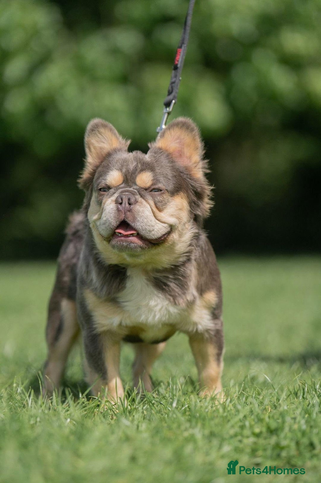 French Bulldog dogs for sale: HIGH QUALITY FLUFFY FRENCHIES  - Advert 16