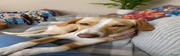 Mixed Breed dogs for adoption: Meet Alice Fragile Heart,Gentle Soul, Endless Love in Nottingham - Advert 1