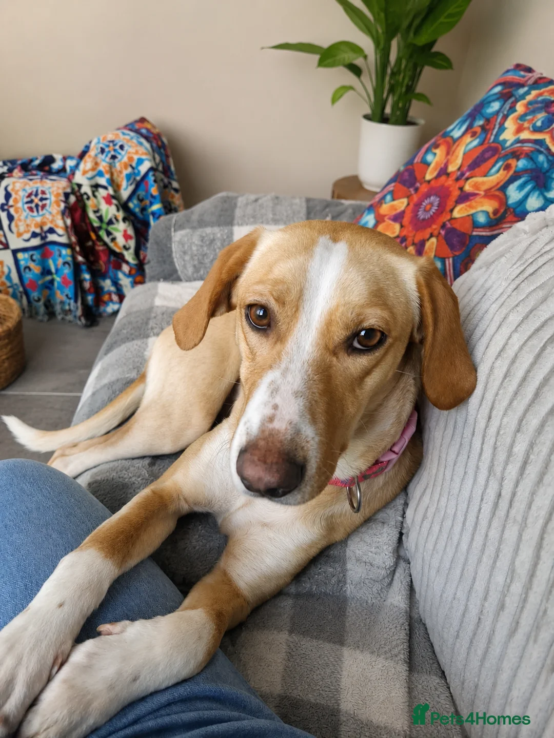 Mixed Breed dogs for adoption: Meet Alice Fragile Heart,Gentle Soul, Endless Love in Nottingham - Advert 1
