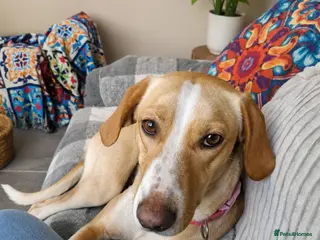Mixed Breed dogs Meet Alice Fragile Heart,Gentle Soul, Endless Love - Advert 1