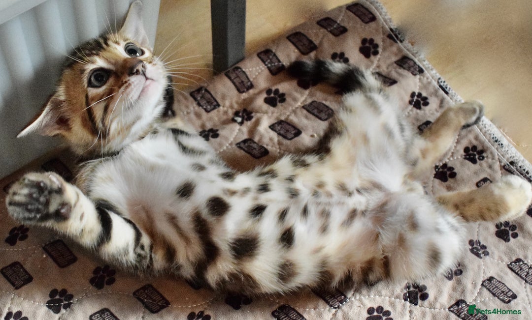 Bengal cats for sale: Beautiful Bengal kittens  - Image 8