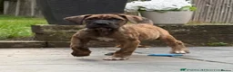 Presa Canario dogs for sale: World class presa canario pups recognised Breeder - Advert 4