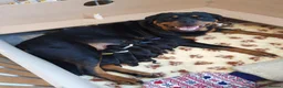 Rottweiler dogs for sale: Chunky rottweiler pups - Advert 11