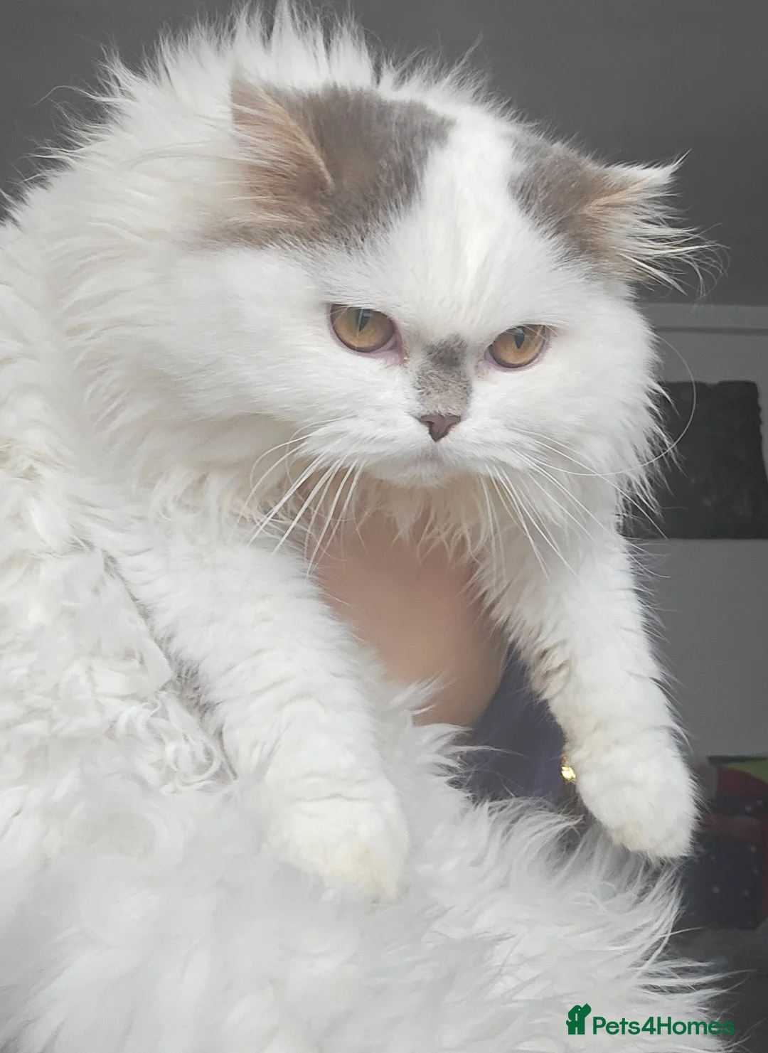 Scottish Fold cats for sale: The Beautiful Scotch Fold - Advert 6